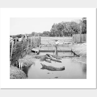 Florida Alligator Show, 1904. Vintage Photo Posters and Art